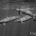 Spinner dolphin (Stenella longirostris), photo taken in Maldives, Male Atoll, South Male Atoll, Cocoa Corner