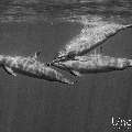 Spinner dolphin (Stenella longirostris), photo taken in Maldives, Male Atoll, South Male Atoll, Cocoa Corner