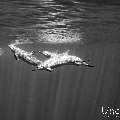 Spinner dolphin (Stenella longirostris), photo taken in Maldives, Male Atoll, South Male Atoll, Cocoa Corner