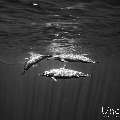 Spinner dolphin (Stenella longirostris), photo taken in Maldives, Male Atoll, South Male Atoll, Cocoa Corner