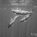 Spinner dolphin (Stenella longirostris), photo taken in Maldives, Male Atoll, South Male Atoll, Cocoa Corner