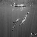 Spinner dolphin (Stenella longirostris), photo taken in Maldives, Male Atoll, South Male Atoll, Cocoa Corner