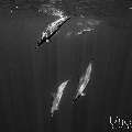 Spinner dolphin (Stenella longirostris), photo taken in Maldives, Male Atoll, South Male Atoll, Cocoa Corner