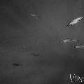 Spinner dolphin (Stenella longirostris), photo taken in Maldives, Male Atoll, South Male Atoll, Cocoa Corner
