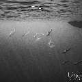 Spinner dolphin (Stenella longirostris), photo taken in Maldives, Male Atoll, South Male Atoll, Cocoa Corner