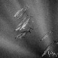 Spinner dolphin (Stenella longirostris), photo taken in Maldives, Male Atoll, South Male Atoll, Cocoa Corner