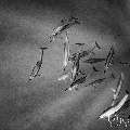 Spinner dolphin (Stenella longirostris), photo taken in Maldives, Male Atoll, South Male Atoll, Cocoa Corner