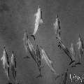 Spinner dolphin (Stenella longirostris), photo taken in Maldives, Male Atoll, South Male Atoll, Cocoa Corner