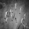 Spinner dolphin (Stenella longirostris), photo taken in Maldives, Male Atoll, South Male Atoll, Cocoa Corner