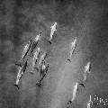 Spinner dolphin (Stenella longirostris), photo taken in Maldives, Male Atoll, South Male Atoll, Cocoa Corner