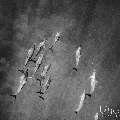 Spinner dolphin (Stenella longirostris), photo taken in Maldives, Male Atoll, South Male Atoll, Cocoa Corner