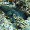 Giant Moray (Gymnothorax javanicus), photo taken in Maldives, Male Atoll, South Male Atoll, Miaru Faru
