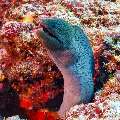 Giant Moray (Gymnothorax javanicus), photo taken in Maldives, Male Atoll, South Male Atoll, Miaru Faru