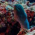 Giant Moray (Gymnothorax javanicus), photo taken in Maldives, Male Atoll, South Male Atoll, Miaru Faru