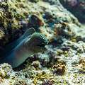 Giant Moray (Gymnothorax javanicus), photo taken in Maldives, Male Atoll, South Male Atoll, Miaru Faru