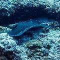 Marbled Stingray (Himantura oxyrhyncha), photo taken in Maldives, Male Atoll, South Male Atoll, Miaru Faru