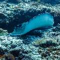 Marbled Stingray (Himantura oxyrhyncha), photo taken in Maldives, Male Atoll, South Male Atoll, Miaru Faru