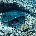 Marbled Stingray (Himantura oxyrhyncha), photo taken in Maldives, Male Atoll, South Male Atoll, Miaru Faru