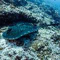 Marbled Stingray (Himantura oxyrhyncha), photo taken in Maldives, Male Atoll, South Male Atoll, Miaru Faru