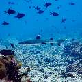 White Tip Reefshark (Triaenodon obesus), photo taken in Maldives, Male Atoll, South Male Atoll, Miaru Faru
