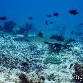 White Tip Reefshark (Triaenodon obesus), photo taken in Maldives, Male Atoll, South Male Atoll, Miaru Faru