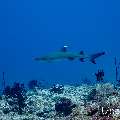 White Tip Reefshark (Triaenodon obesus), photo taken in Maldives, Male Atoll, South Male Atoll, Miaru Faru
