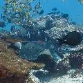 Marbled Stingray (Himantura oxyrhyncha), Oriental Sweetlip (Plectorhinchus vittatus), photo taken in Maldives, Male Atoll, South Male Atoll, Miaru Faru