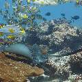 Marbled Stingray (Himantura oxyrhyncha), Oriental Sweetlip (Plectorhinchus vittatus), photo taken in Maldives, Male Atoll, South Male Atoll, Miaru Faru