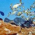 Marbled Stingray (Himantura oxyrhyncha), Oriental Sweetlip (Plectorhinchus vittatus), photo taken in Maldives, Male Atoll, South Male Atoll, Miaru Faru
