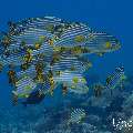 Oriental Sweetlip (Plectorhinchus vittatus), photo taken in Maldives, Male Atoll, South Male Atoll, Miaru Faru