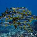 Oriental Sweetlip (Plectorhinchus vittatus), photo taken in Maldives, Male Atoll, South Male Atoll, Miaru Faru