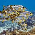 Oriental Sweetlip (Plectorhinchus vittatus), photo taken in Maldives, Male Atoll, South Male Atoll, Miaru Faru