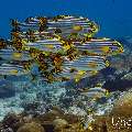 Oriental Sweetlip (Plectorhinchus vittatus), photo taken in Maldives, Male Atoll, South Male Atoll, Miaru Faru