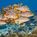 Oriental Sweetlip (Plectorhinchus vittatus), photo taken in Maldives, Male Atoll, South Male Atoll, Miaru Faru