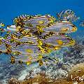 Oriental Sweetlip (Plectorhinchus vittatus), photo taken in Maldives, Male Atoll, South Male Atoll, Miaru Faru