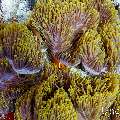 Maldives anemonfish (Amphiprion nigripes), photo taken in Maldives, Male Atoll, South Male Atoll, Miaru Faru