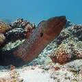 Giant Moray (Gymnothorax javanicus), photo taken in Maldives, Male Atoll, South Male Atoll, Miaru Faru