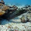 Giant Moray (Gymnothorax javanicus), photo taken in Maldives, Male Atoll, South Male Atoll, Miaru Faru