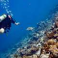 Hawksbill Sea Turtle (Eretmochelys imbricata), photo taken in Maldives, Male Atoll, South Male Atoll, Miaru Faru