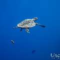 Hawksbill Sea Turtle (Eretmochelys imbricata), photo taken in Maldives, Male Atoll, South Male Atoll, Miaru Faru