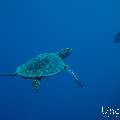Hawksbill Sea Turtle (Eretmochelys imbricata), photo taken in Maldives, Male Atoll, South Male Atoll, Miaru Faru