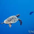 Hawksbill Sea Turtle (Eretmochelys imbricata), photo taken in Maldives, Male Atoll, South Male Atoll, Miaru Faru
