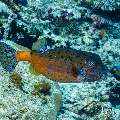 Yellow Boxfish (Ostracion cubicus), photo taken in Maldives, Male Atoll, South Male Atoll, Gulhi Thila