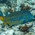 Yellow Boxfish (Ostracion cubicus), photo taken in Maldives, Male Atoll, South Male Atoll, Gulhi Thila