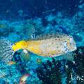 Yellow Boxfish (Ostracion cubicus), photo taken in Maldives, Male Atoll, South Male Atoll, Gulhi Thila