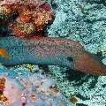 Giant Moray (Gymnothorax javanicus), photo taken in Maldives, Male Atoll, South Male Atoll, Gulhi Thila