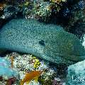 Giant Moray (Gymnothorax javanicus), photo taken in Maldives, Male Atoll, South Male Atoll, Gulhi Thila