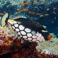 Clown triggerfish (Balistoides conspicillum), photo taken in Maldives, Male Atoll, South Male Atoll, Gulhi Thila