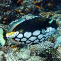 Clown triggerfish (Balistoides conspicillum), photo taken in Maldives, Male Atoll, South Male Atoll, Gulhi Thila