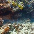 Brown-marbled grouper (Epinephelus fuscoguttatus), photo taken in Maldives, Male Atoll, South Male Atoll, Gulhi Thila